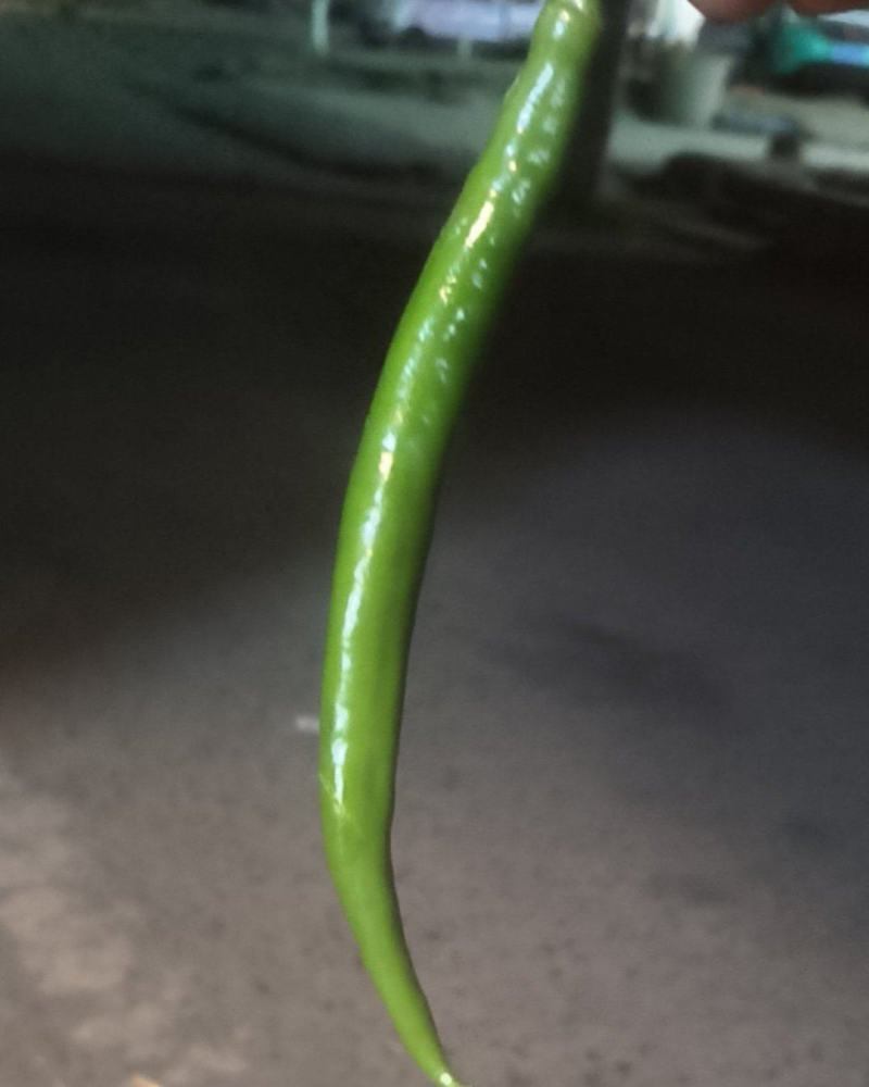 3号线椒(辣椒)