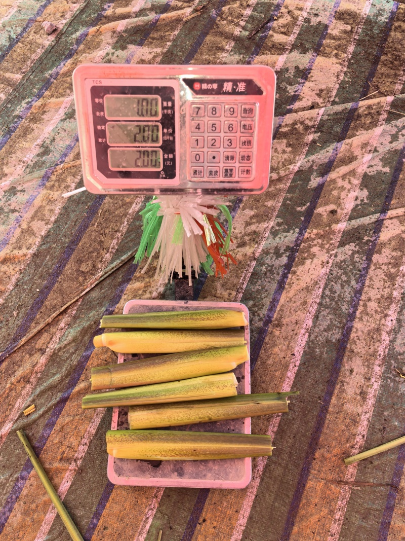 茭白