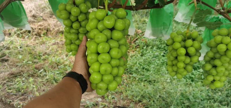 阳光玫瑰，葡萄