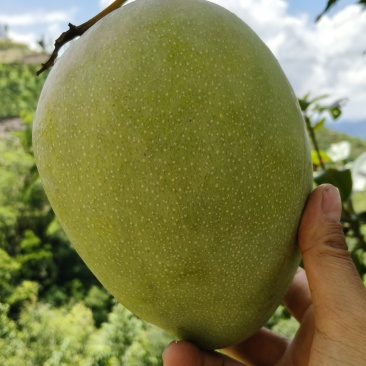 贵州高山凯特芒