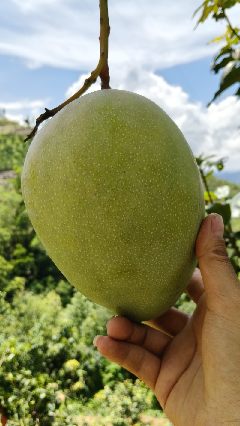 贵州高山凯特芒