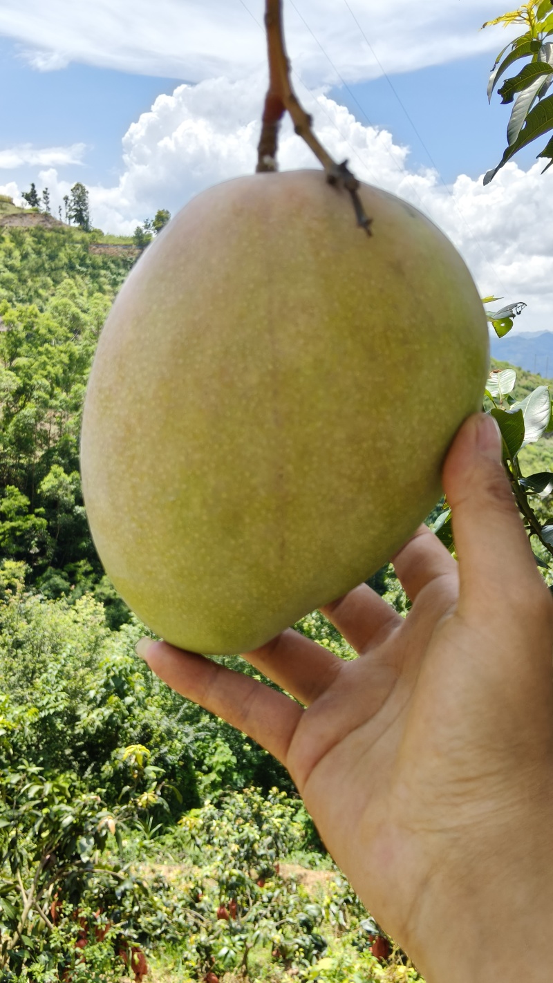 贵州高山凯特芒