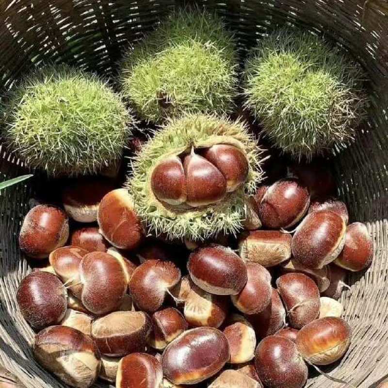 青龙板栗