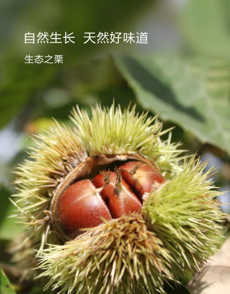 青龙板栗