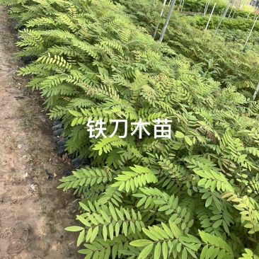 优质种苗，铁刀木60-100