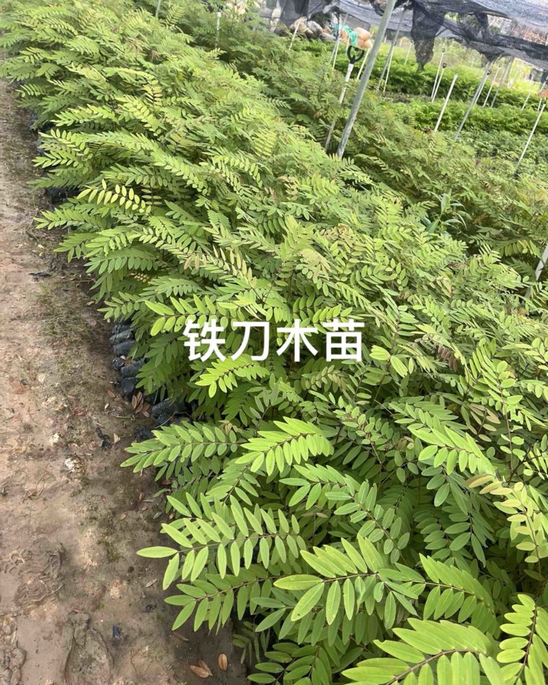 优质种苗，铁刀木60-100