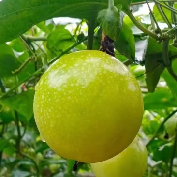 钦蜜9号百香果