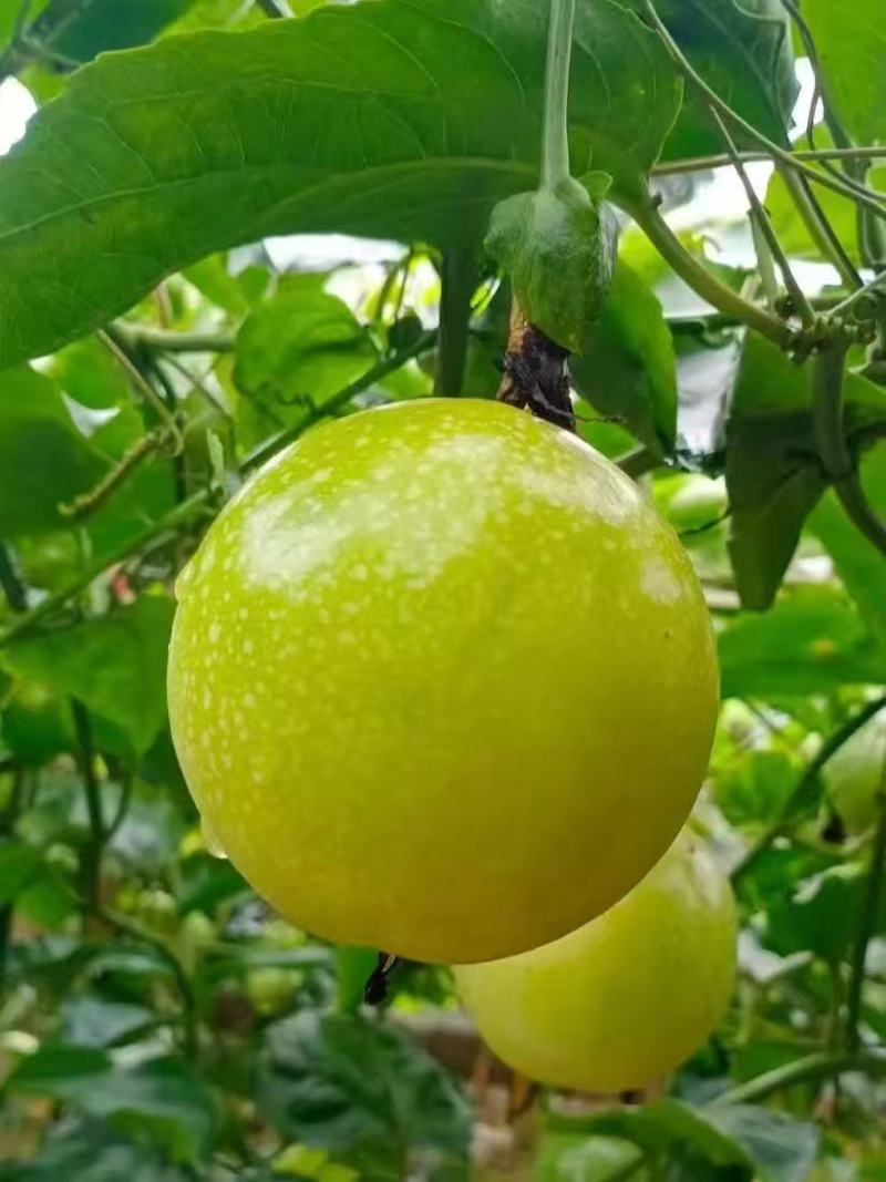 钦蜜9号百香果