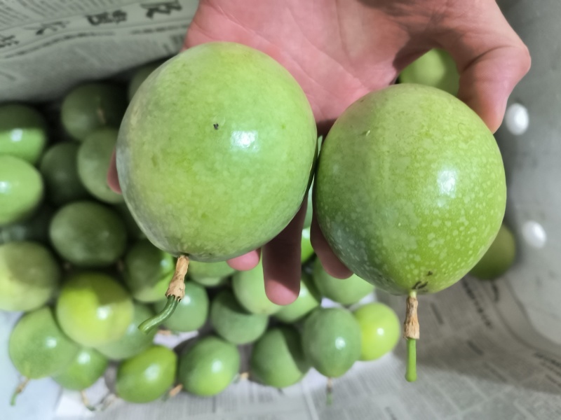 钦蜜9号百香果