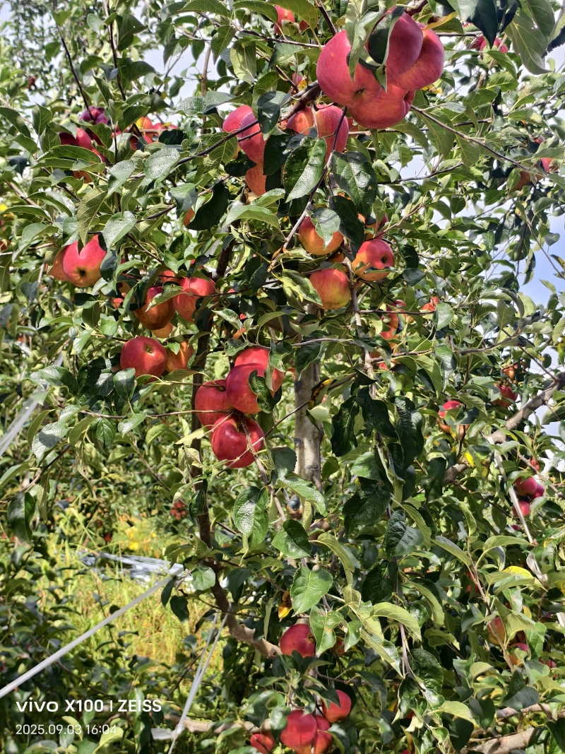 昭通苹果代办