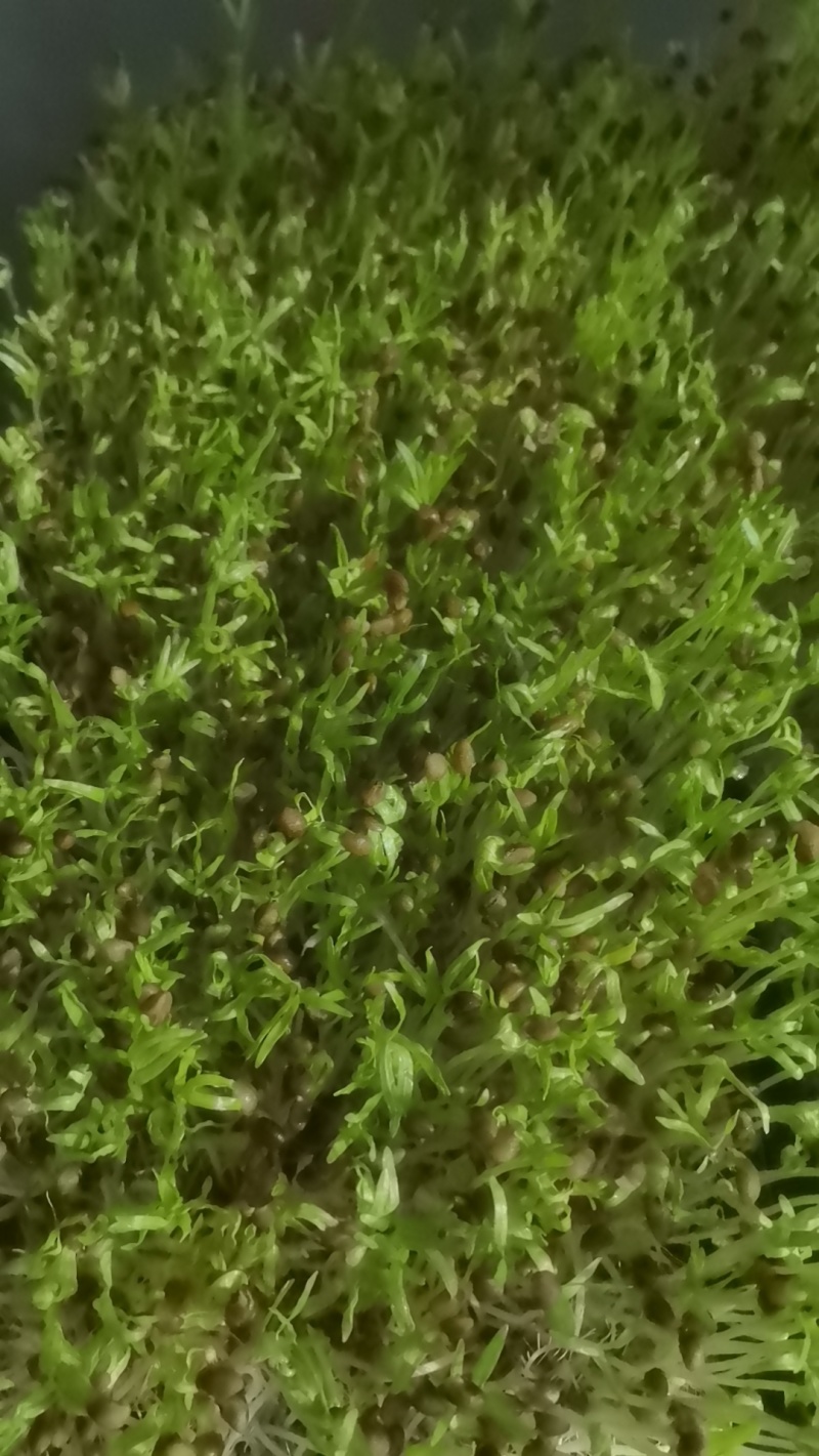 水培长寿菜