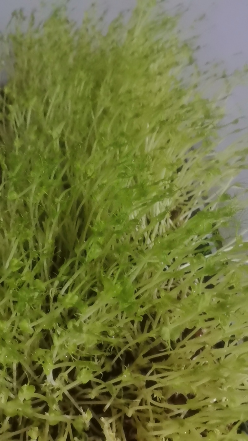 水培长寿菜