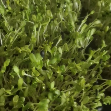 水培长寿菜