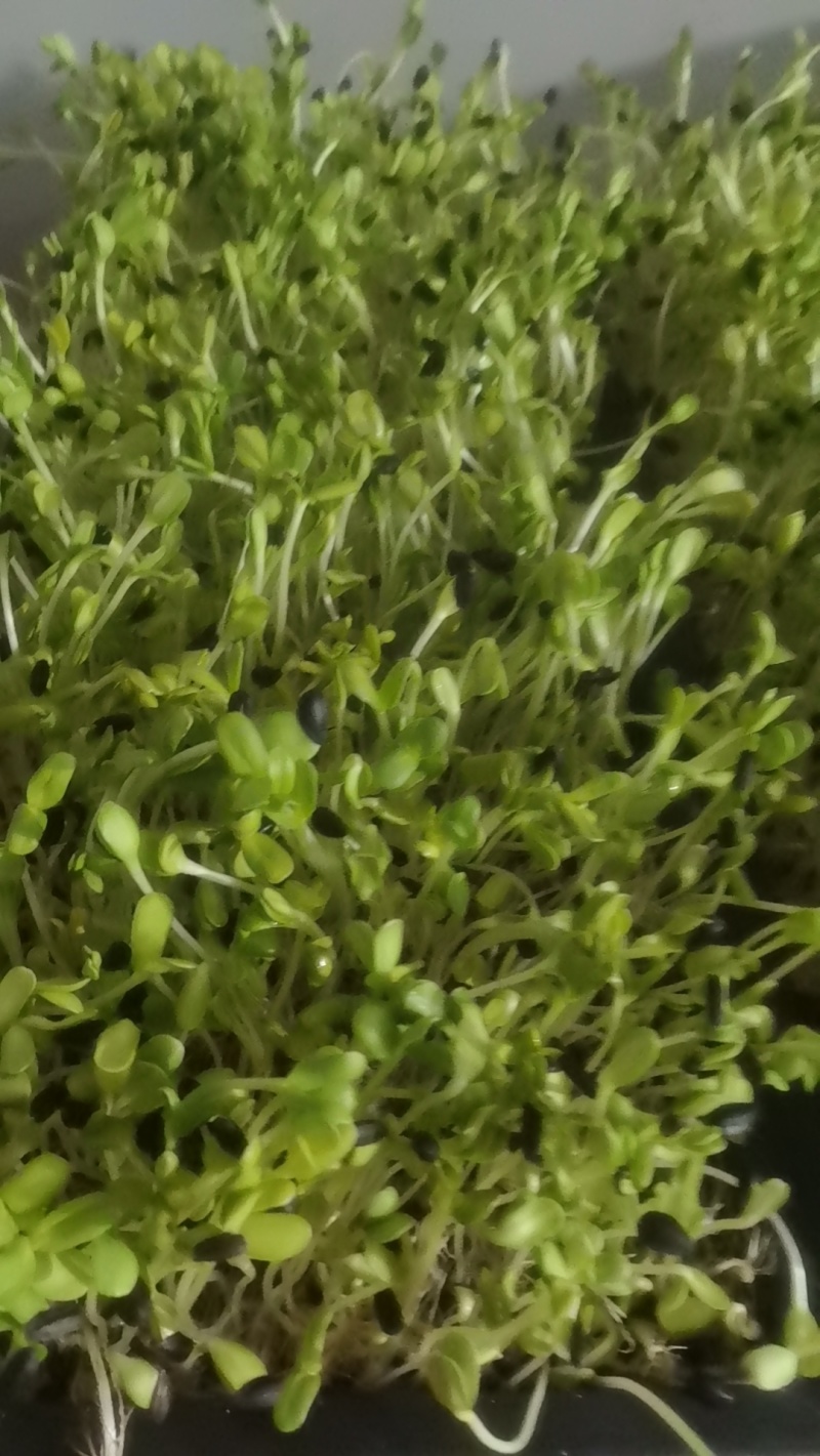 水培长寿菜