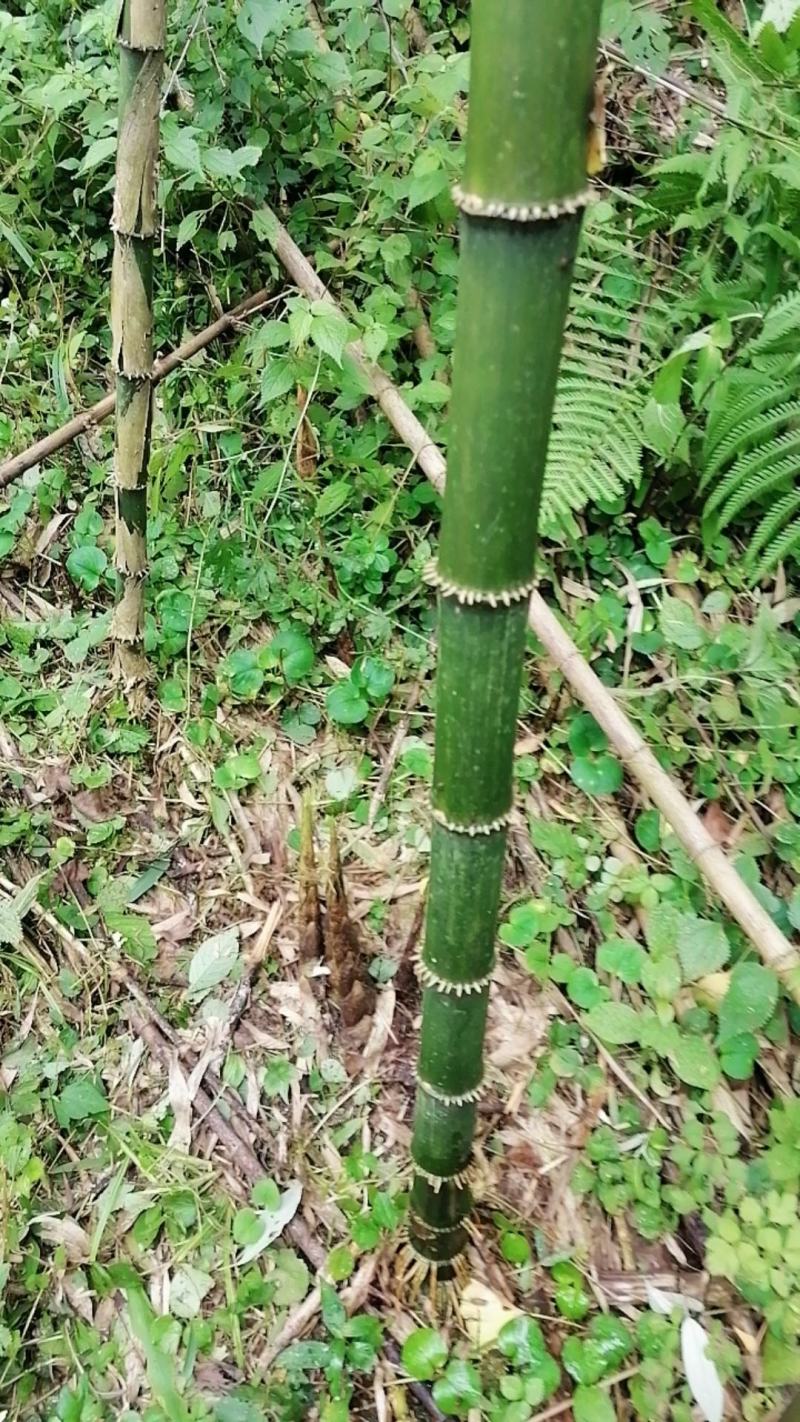 七月笋，牛尾笋，刺竹笋