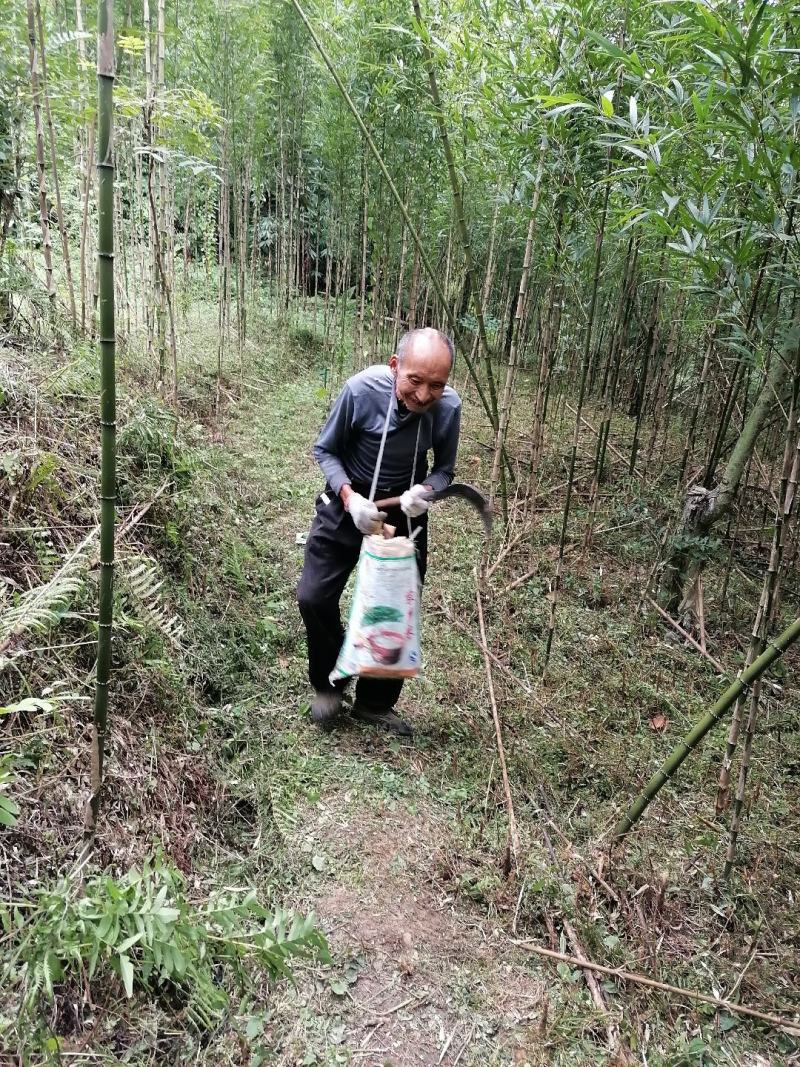 七月笋，牛尾笋，刺竹笋