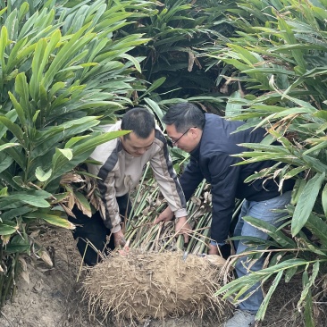 4年红皮南姜，400亩老姜，新鲜采挖，欢迎客商来询