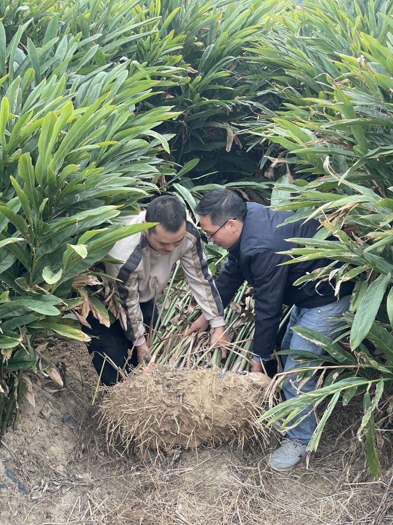 4年红皮南姜，400亩老姜，新鲜采挖，欢迎客商来询