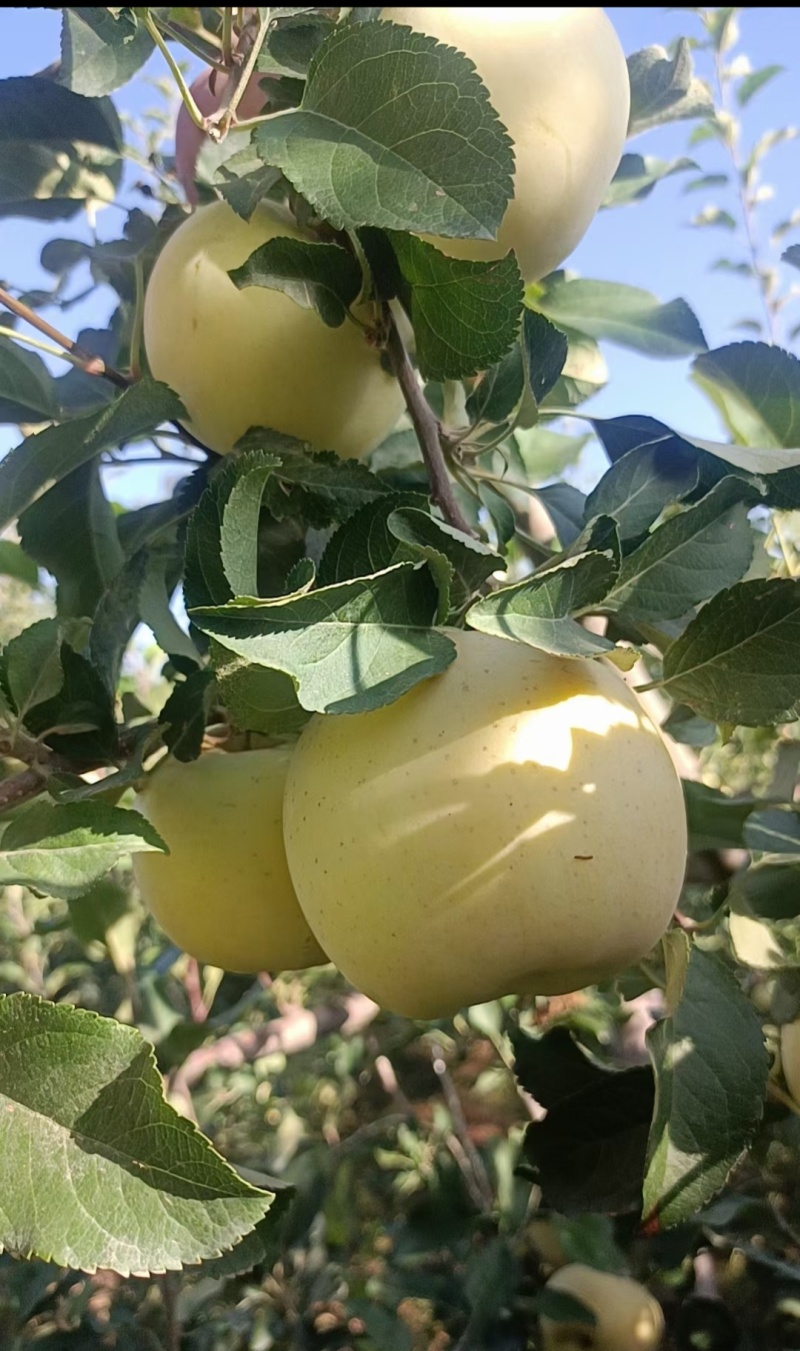 华硕苹果鲁丽苹果黄元帅苹果中秋王苹果