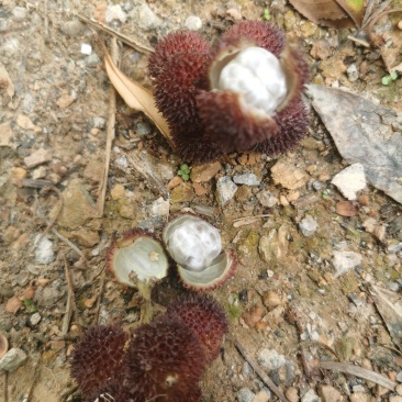 黄苗仔砂仁鲜货，去杂干净，产地直批，量大从优！