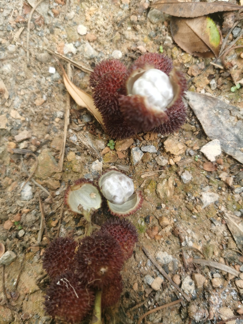 黄苗仔砂仁鲜货，去杂干净，产地直批，量大从优！
