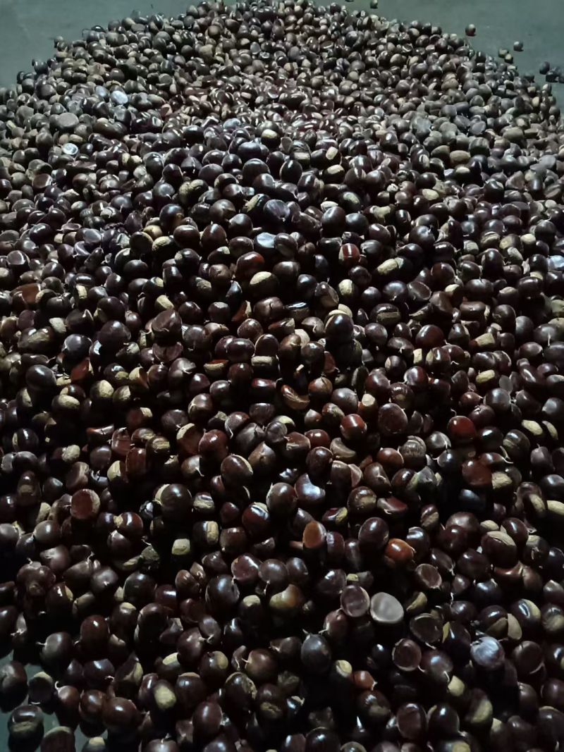 正宗老树红皮油栗