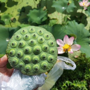 莲蓬、