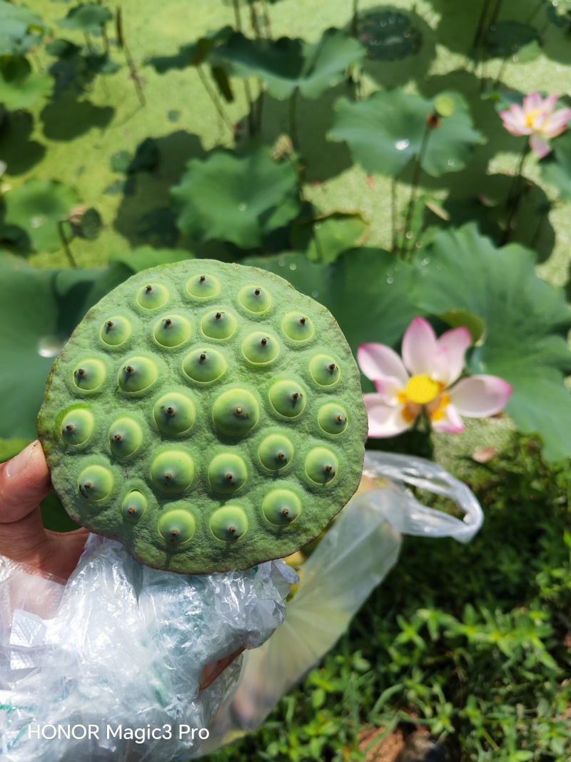 莲蓬、