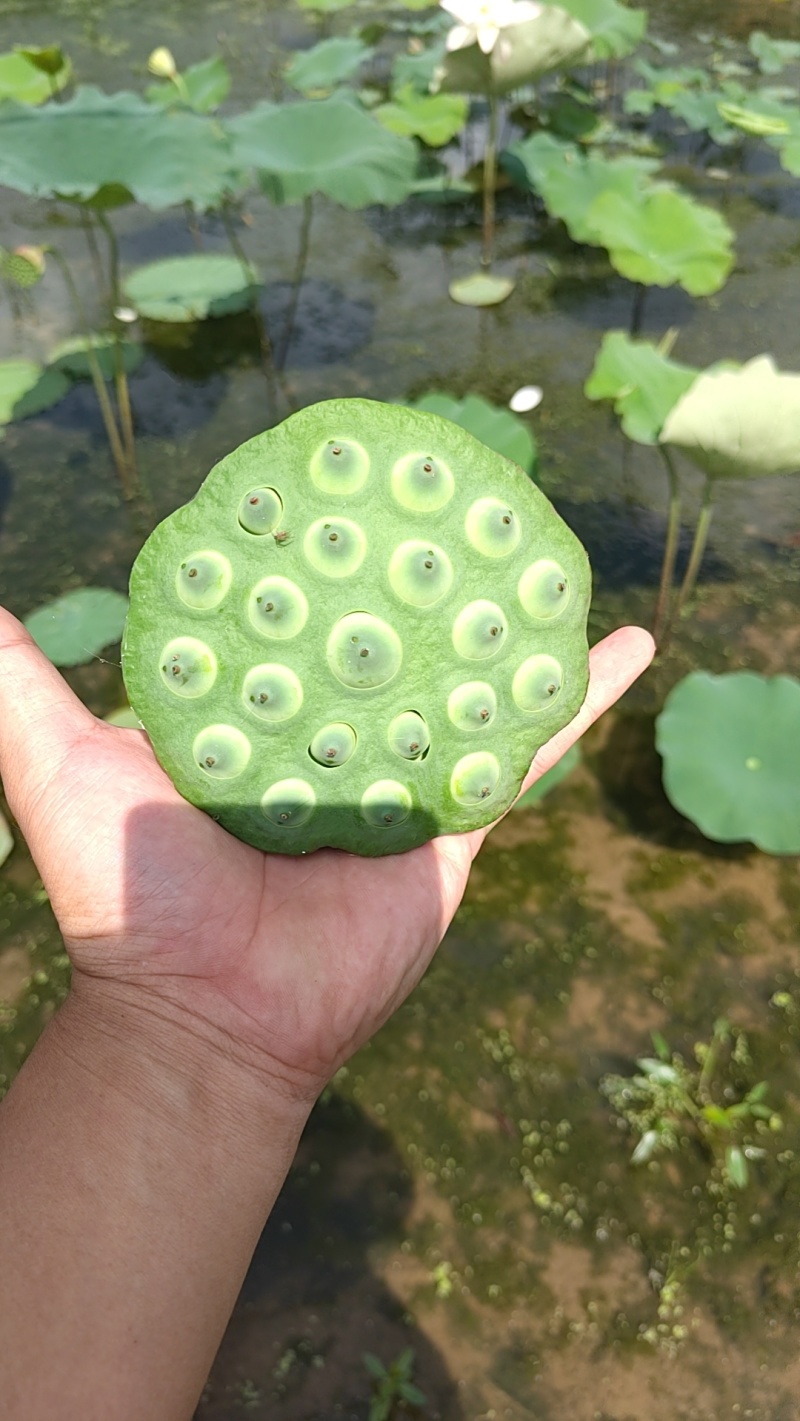 莲蓬、