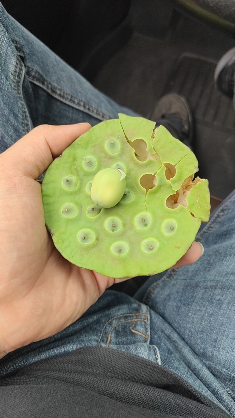 莲蓬、