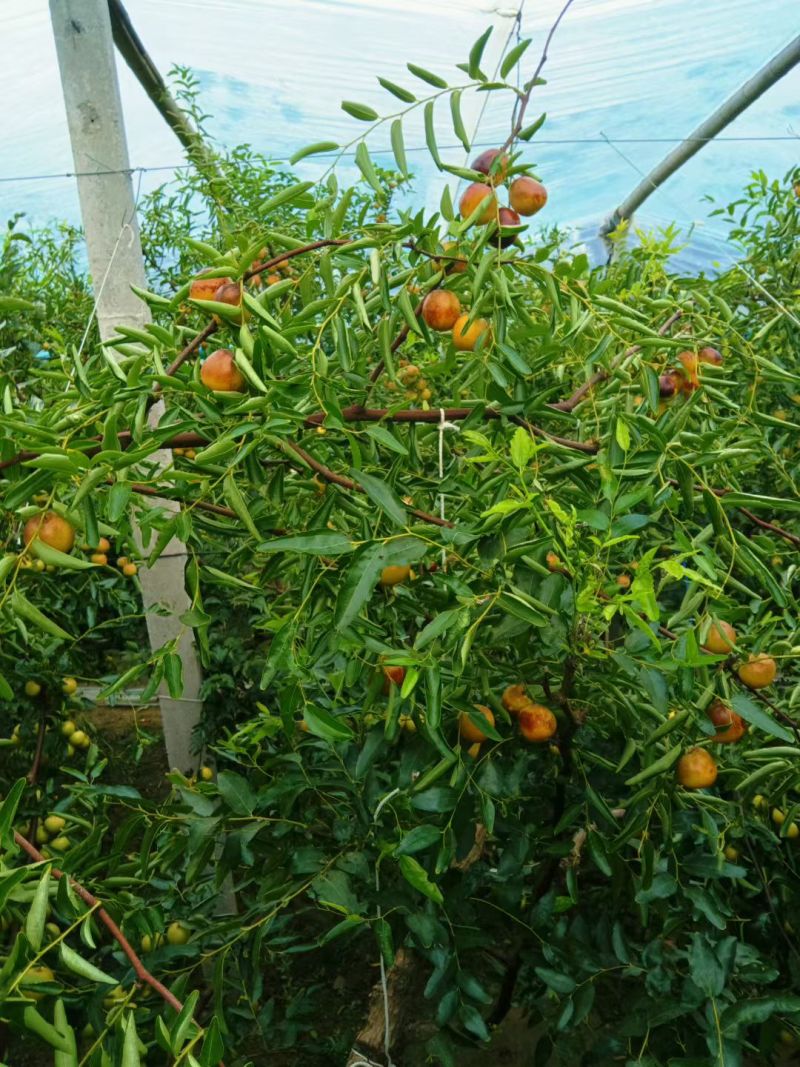 山东滨州无棣水湾大棚冬枣