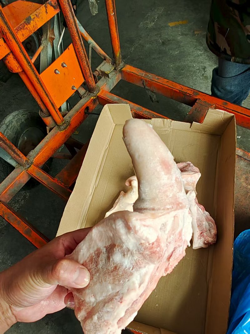 带跟猪尾巴，新货