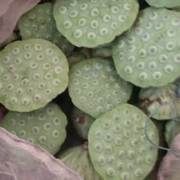 洞庭湖一莲蓬
