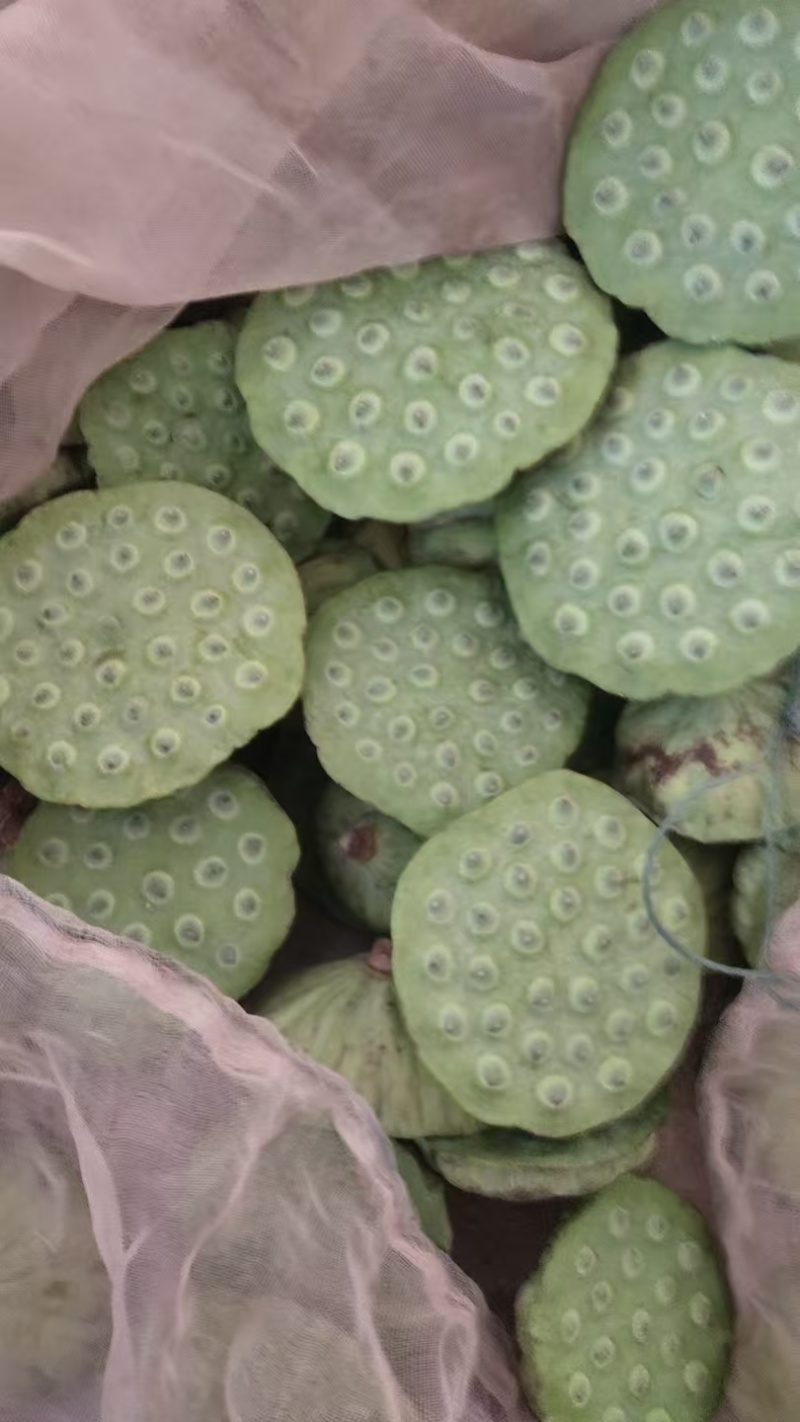 洞庭湖一莲蓬