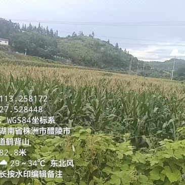 青贮饲料