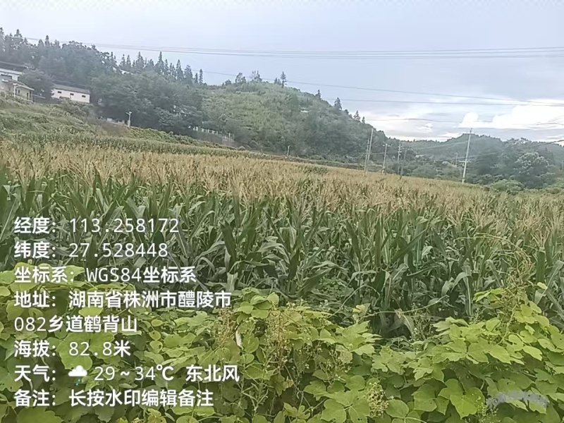 青贮饲料