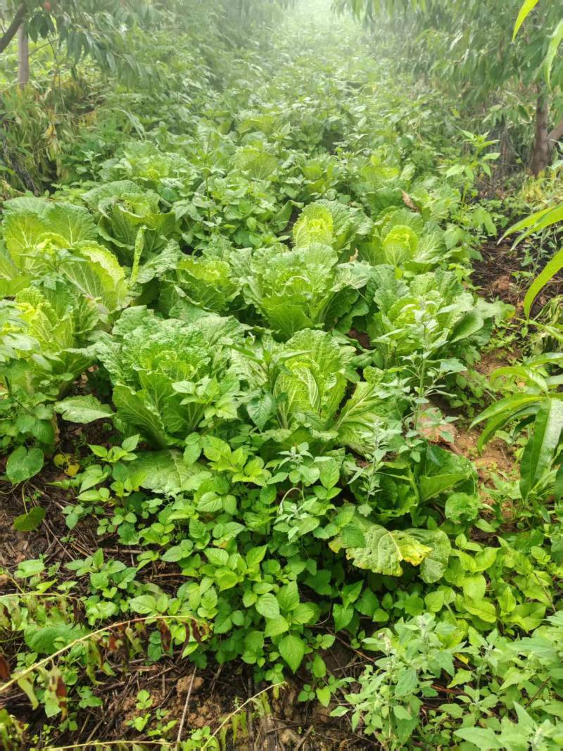 大白菜