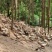淘汰蛋鸭，3斤，3500只，钦州，20多块一只