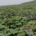 地瓜秧