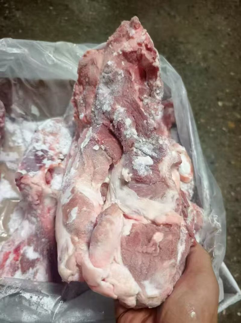叉尾骨