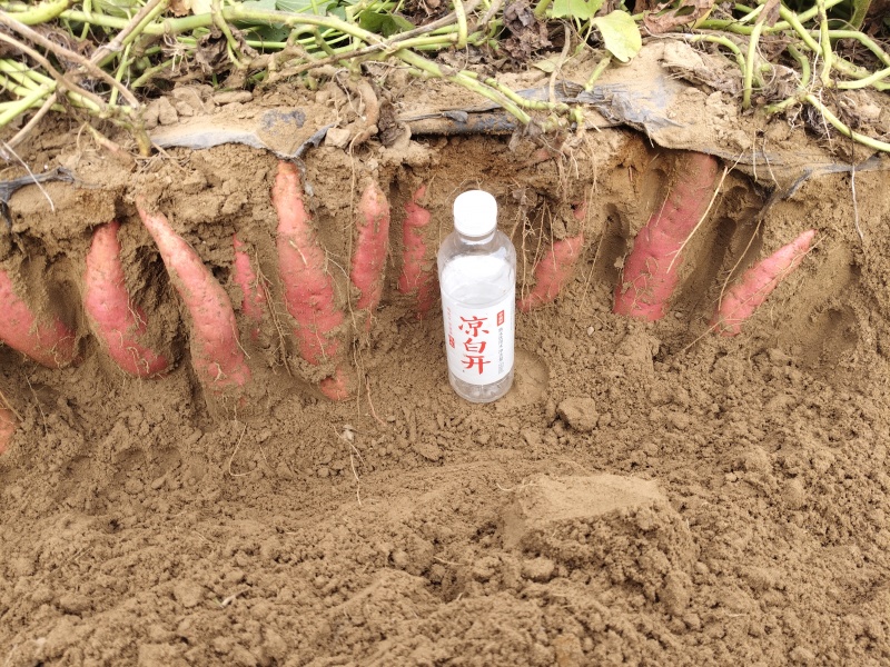 河南新乡西瓜红