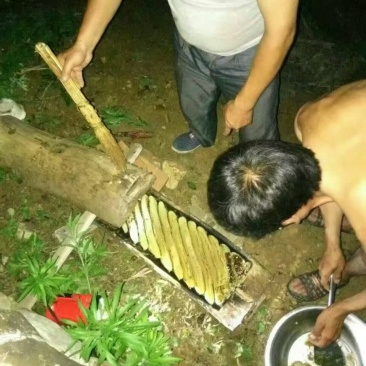 土蜂蜜