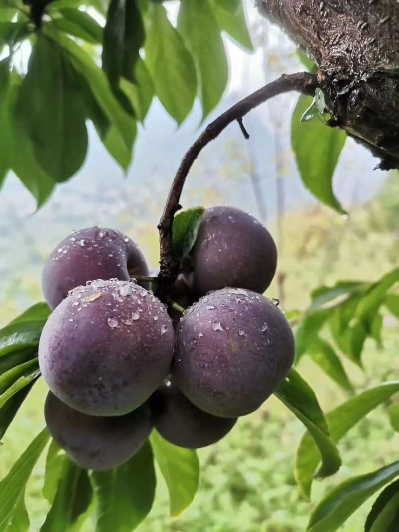 汶川高山红脆李已大量成熟口感很棒欢迎各位大佬下地看货