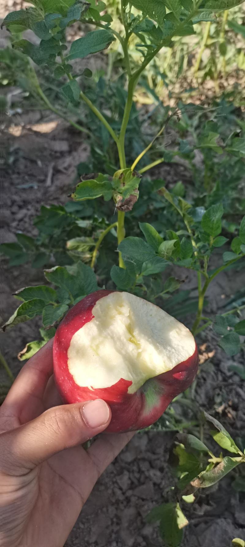 天水花牛苹果