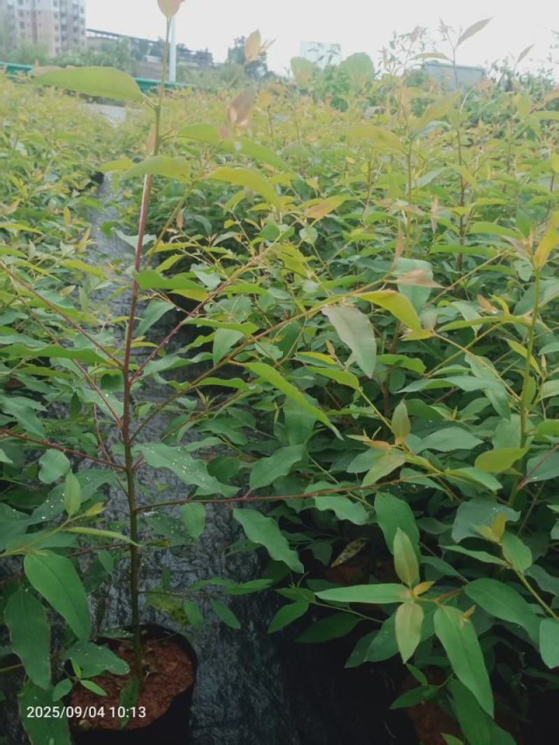 优质大杯桉树苗（29）、（28）