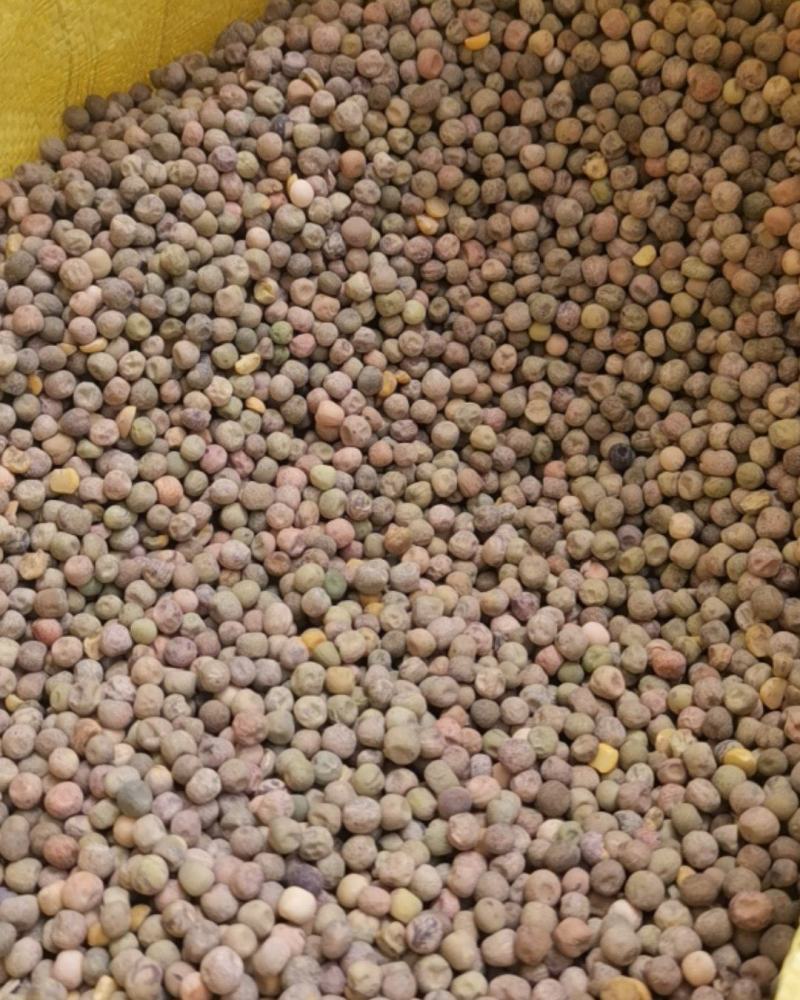 自家豆子。需要的老板联系。***********
