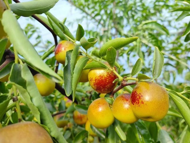 大荔冬枣