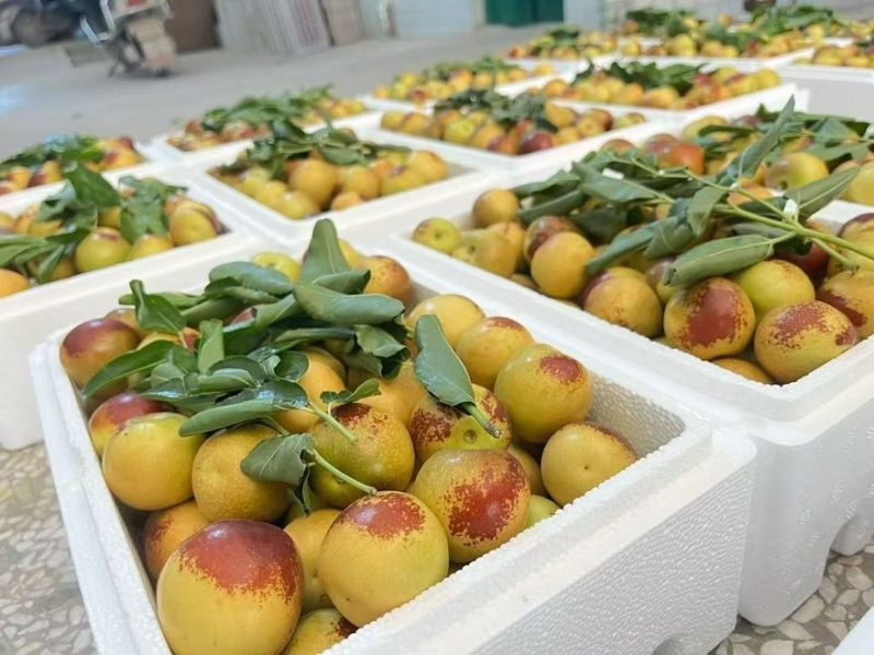 大荔冬枣