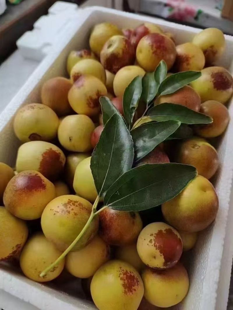 大荔冬枣