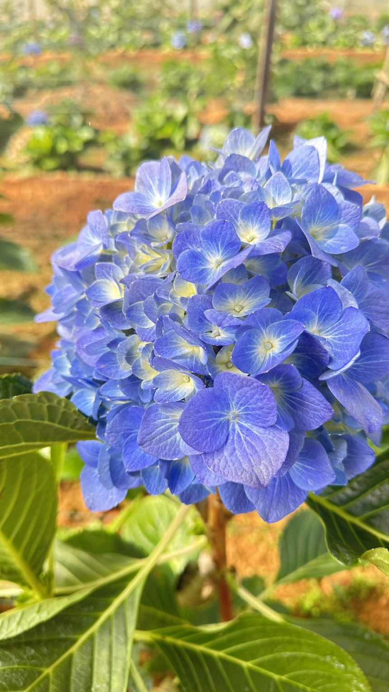 绣球大海蓝